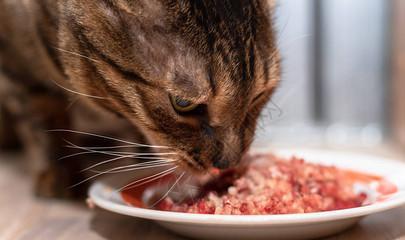 哪些肉类猫咪能吃