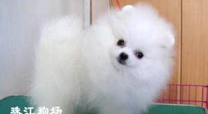 西安哪里买博美犬正规
