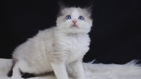小猫刚出生多久打疫苗