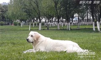 怎么样把狗狗养胖