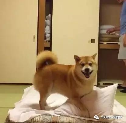 秋田犬和柴犬选择哪个好