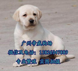 广州买狗去哪里买好