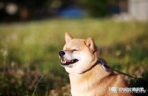 柴犬狗应该怎么样