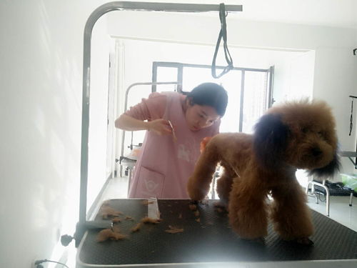 哪里可以学狗狗美容