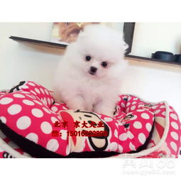 哪里有正规博美犬舍