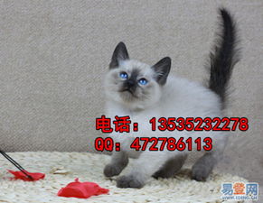 暹罗猫分为哪些品种