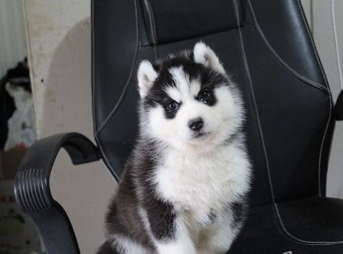 哈士奇幼犬睡哪里