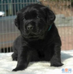 家养的大型犬有哪些