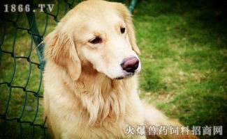 金毛犬如何体外驱虫