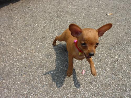 哪里能买到小鹿犬