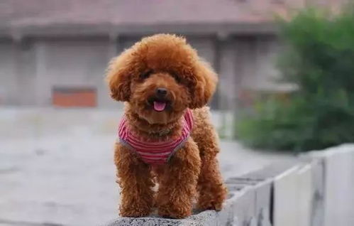 泰迪和贵宾犬养哪个好养