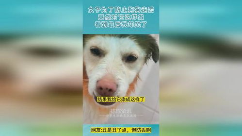 如何防止小狗丢失