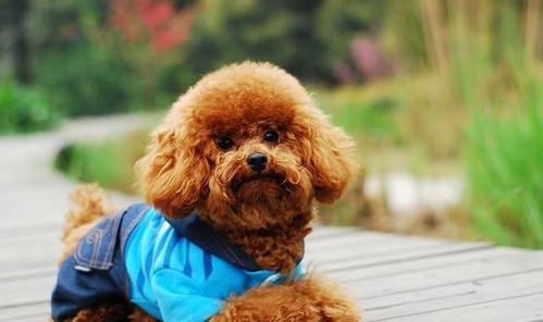 泰迪犬可以活多久