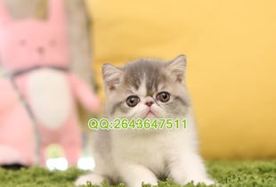 南京哪里有宠物猫卖