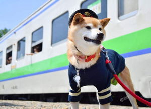 比格犬和柴犬哪个好养