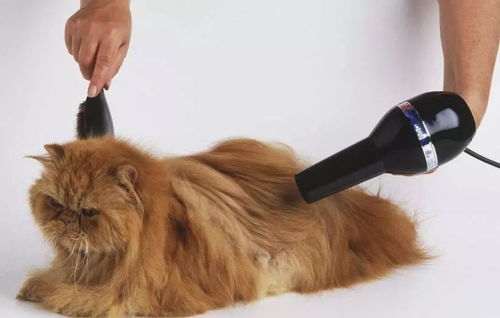 狗狗吹风机哪个品牌好