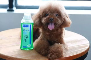 犬呼吸系统疾病有哪些