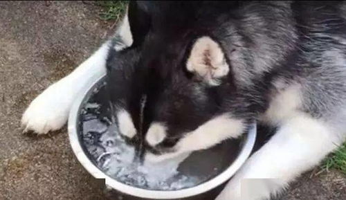 如何强喂狗喝水