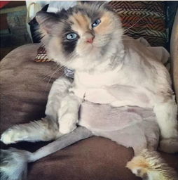 哪里可以给猫剃毛