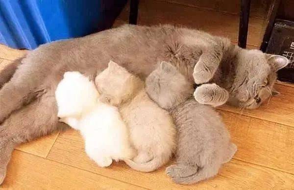 孕猫如何护理
