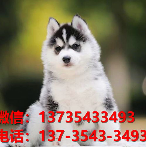 宜宾哪些地方有卖狗的