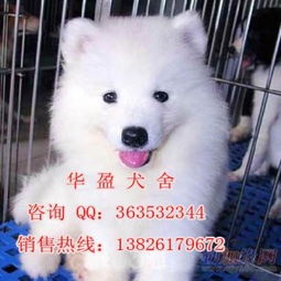 萨摩耶犬在哪里买