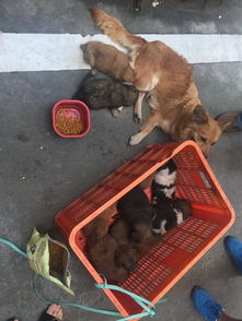 深圳哪里可以领养狗