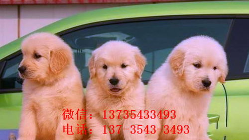在哪里可以卖宠物狗