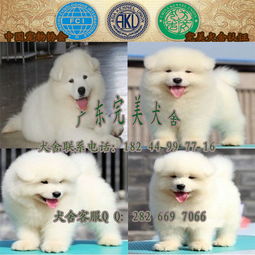 宿迁哪里犬舍好