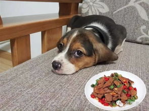 狗狗哪些东西不能吃