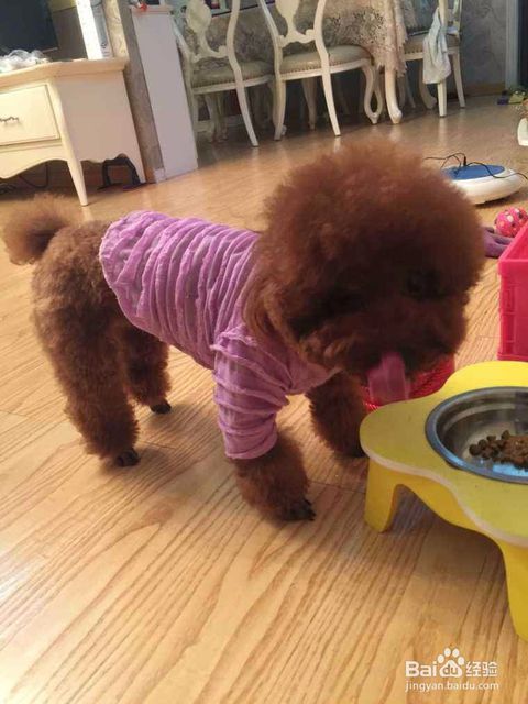 泰迪狗不适合吃哪些食物