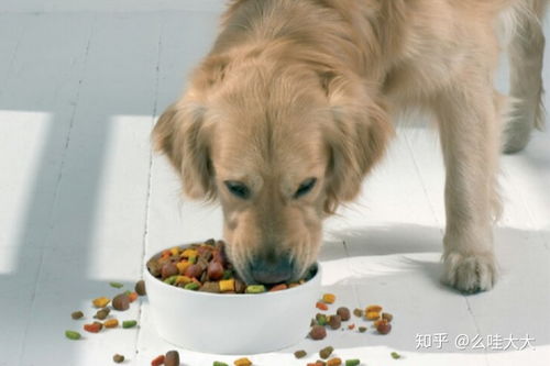 如何让狗狗不乱吃东西