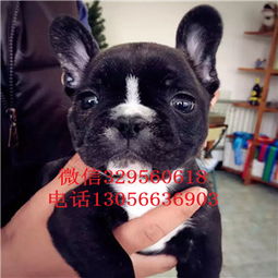 重庆哪里有卖斗牛犬的