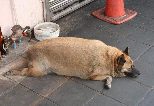如何给狗狗减肥