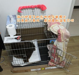 如何做狗狗产房