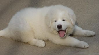 如何挑选大白熊幼犬
