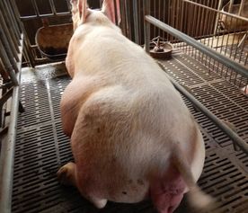 母狗多久会排出死胎