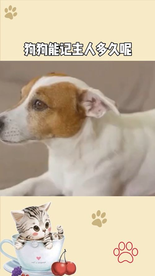 狗需要多久认识主人
