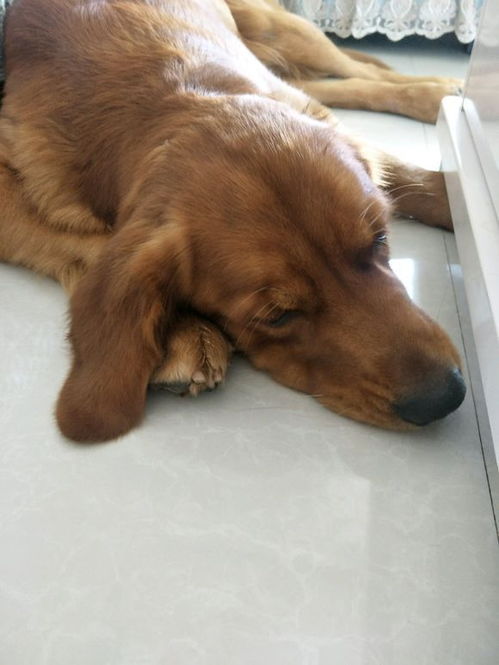 金毛犬在哪里睡觉好