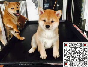 纯种柴犬如何