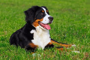 怎么样伯恩山犬