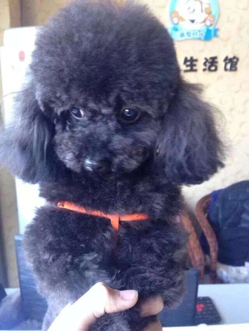 泰迪犬哪个颜色好看