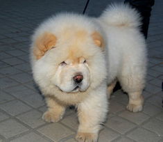 松狮犬哪里有卖