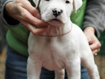 如何选杜高犬