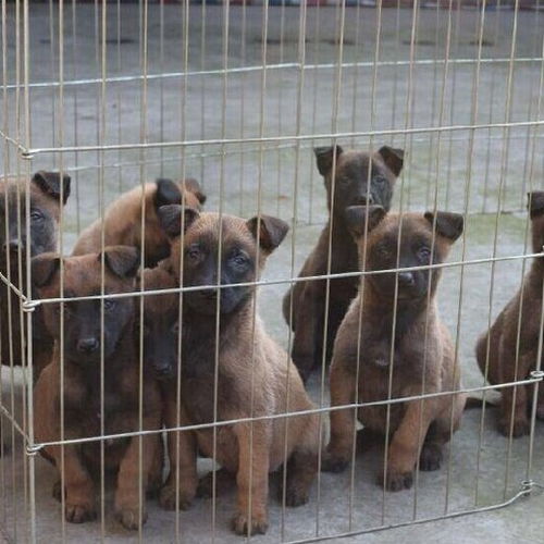 长沙哪里有狗养殖