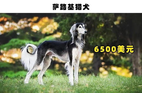 猎犬都有哪些种类