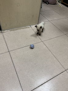猫的疫苗扎哪里