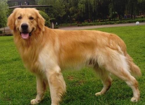 如如何训练金毛犬