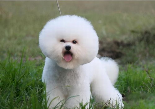 比熊犬多久可以训练