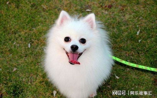 博美犬如何从小的饲养